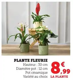 Bi1 Plante fleurie offre