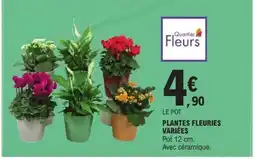 E.Leclerc Express Plantes fleuries variées offre