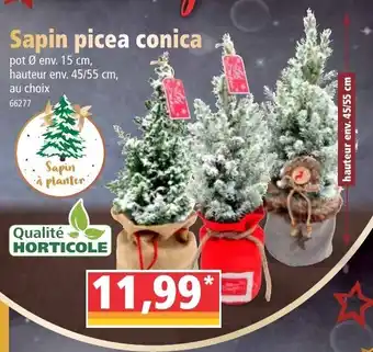 Norma Sapin picea conica offre