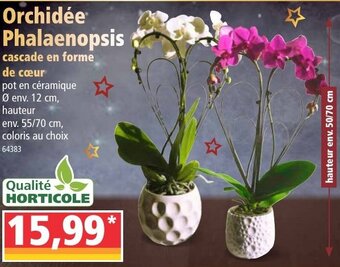 Norma Orchidée phalaenopsis offre