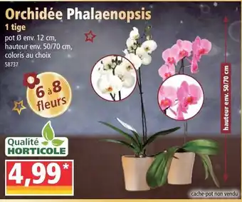 Norma Orchidée phalaenopsis offre