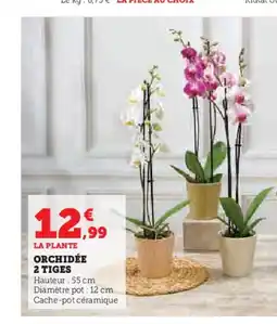 U Express Orchidée 2 tiges offre