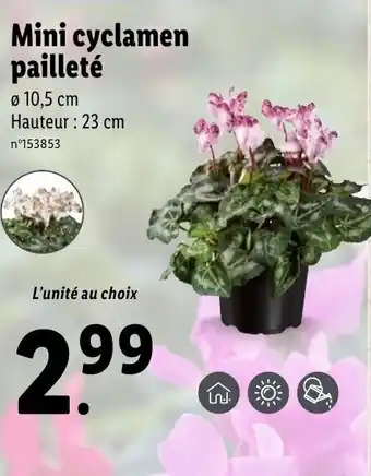 Lidl Mini cyclamen pailleté offre