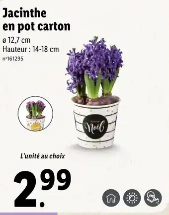 Lidl Jacinthe en pot carton offre
