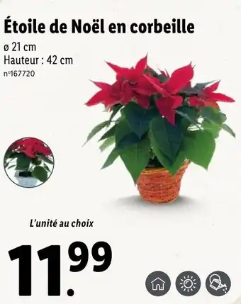 Lidl Étoile de noël en corbeille offre
