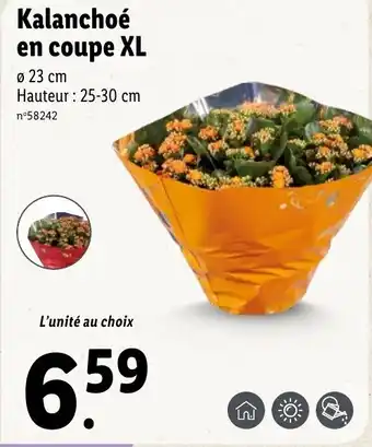 Lidl Kalanchoé en coupe XL offre