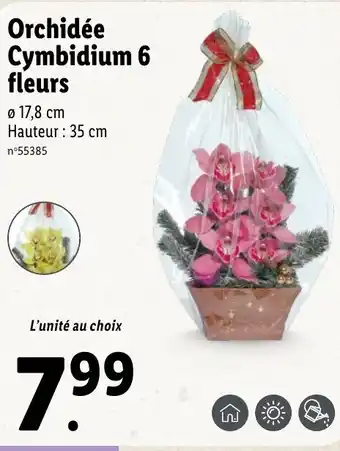 Lidl Orchidée cymbidium 6 fleurs offre