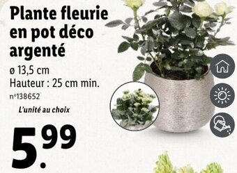 Lidl Plante fleurie en pot déco argenté offre