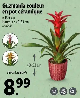 Lidl Guzmania couleur en pot céramique offre