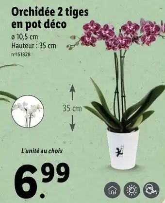 Lidl Orchidée 2 tiges en pot déco offre