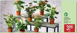ALDI Anthurium offre