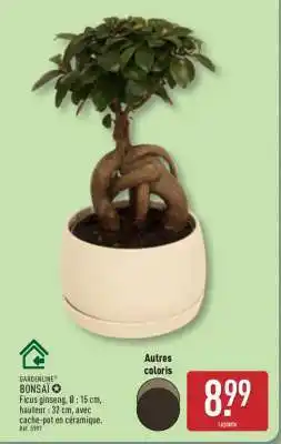 ALDI Bonsai offre