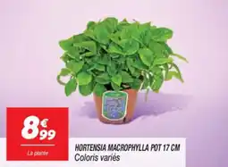 Netto Hortensia macrophylla pot offre