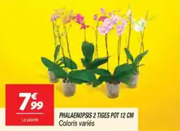 Netto Phalaenopsis 2 tiges pot offre