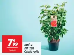 Netto Camélia pot offre