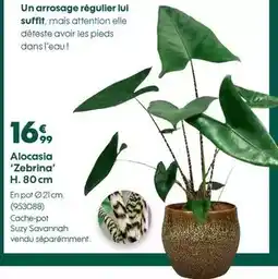 Truffaut Alcasia zebrina offre