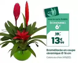 Truffaut Broméllace en coupe céramique ø 16 cm offre