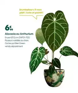 Truffaut Alocasisa ou anthurium offre