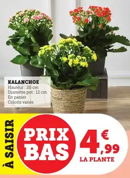 Maximarché Kalanchoe offre