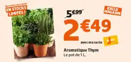 Jardiland Aromatique thym offre