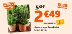 Jardiland Persil - aromatique frisé offre