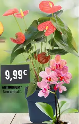E.Leclerc Anthurium offre