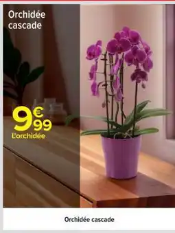 Carrefour Orchidée cascade offre