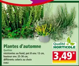 Norma Quattros Plantes d’automne offre