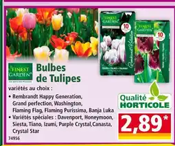 Norma FINEST GARDEN Bulbes de Tulipes offre