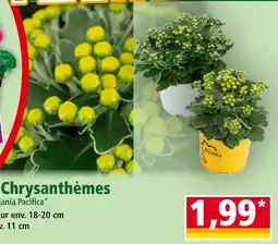 Norma Chrysanthèmes 'Ajania Pacifica' offre
