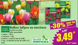 Norma Bulbes tulipes ou narcisses offre