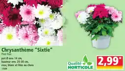 Norma Chrysanthème sixtie offre