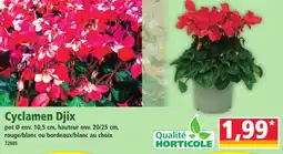 Norma Cyclamen djix offre