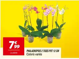 Netto Phalaenopsis 2 tiges pot 12 cm offre