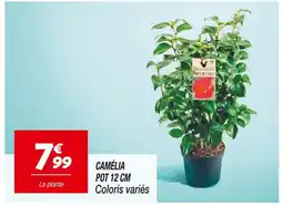 Netto Camélia pot 12 cm offre