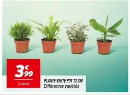 Netto Plante verte pot 12 cm offre