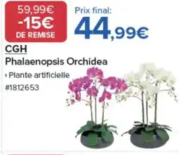 Costco CGH Phalaenopsis Orchidea offre