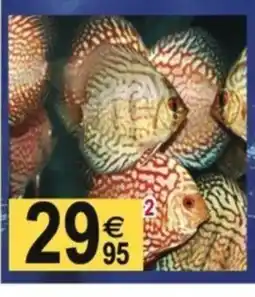 Tridôme Discus offre