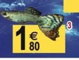 Tridôme Guppy mâle offre