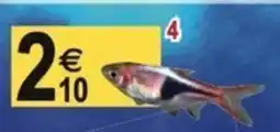 Tridôme Rasbora (Trigo. Heteromorpha) offre