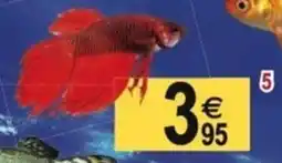 Tridôme Combattant mâle (Betta) offre