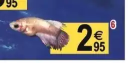 Tridôme Combattant femelle (Betta) offre