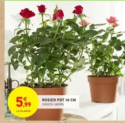 Intermarché Hyper Rosier pot offre