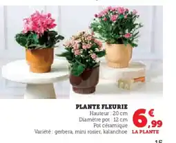 U Express Plante fleurie offre