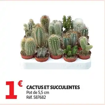 Auchan Cactus et succulentes offre