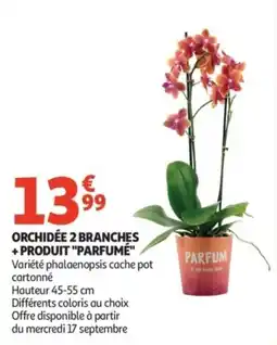 Auchan Supermarché Orchidée 2 branches + produit parfumé offre