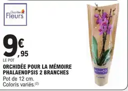 E.Leclerc Orchidée Pour La Mémoire Phalaenopsis 2 Branches offre