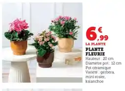 Hyper U Plante fleurie offre