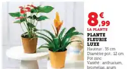 Hyper U Plante fleurie luxe offre