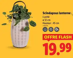 Lidl Scindapsus lanterne offre